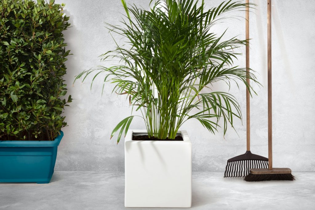 green palm plant beside white wall